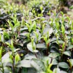 铁观音哪里产的最正宗最好？八闽大地安溪县