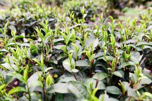 铁观音哪里产的最正宗最好？八闽大地安溪县