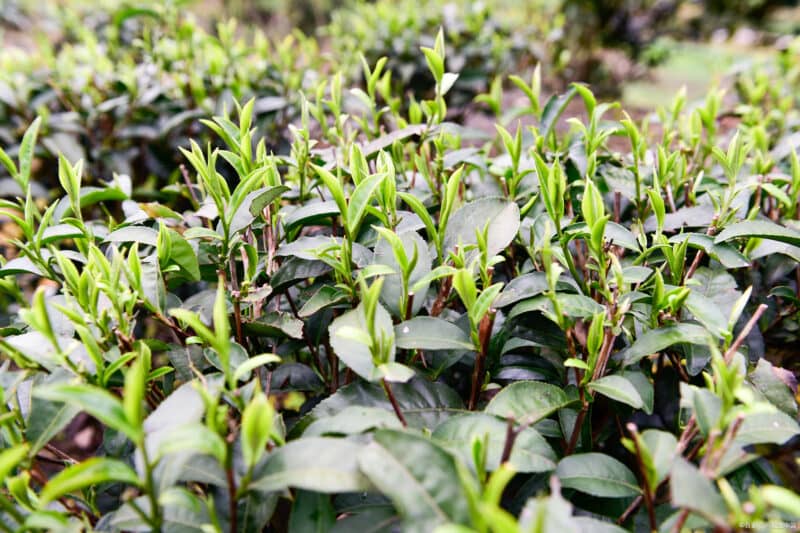 铁观音哪里产的最正宗最好？八闽大地安溪县