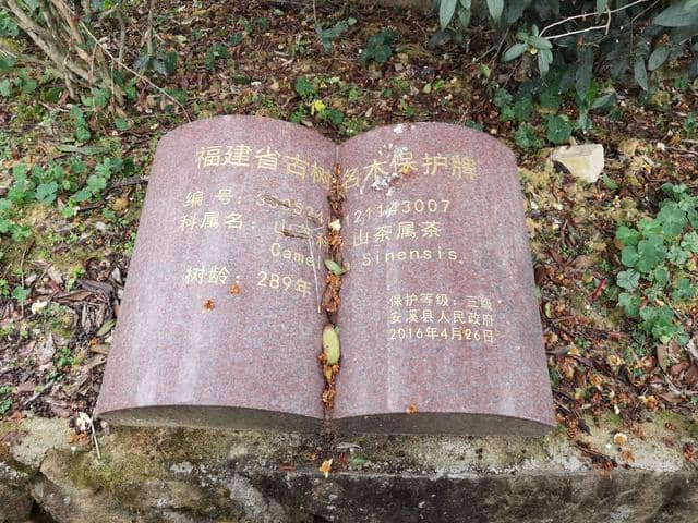 铁观音名字背后的故事,安溪茶农的匠心精神,世代传承