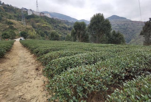 铁观音名字背后的故事,安溪茶农的匠心精神,世代传承