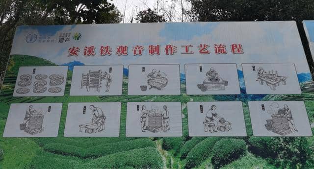 铁观音名字背后的故事,安溪茶农的匠心精神,世代传承