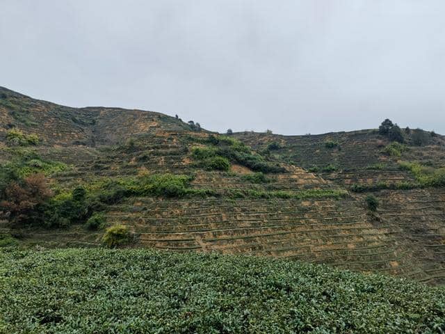 铁观音名字背后的故事,安溪茶农的匠心精神,世代传承