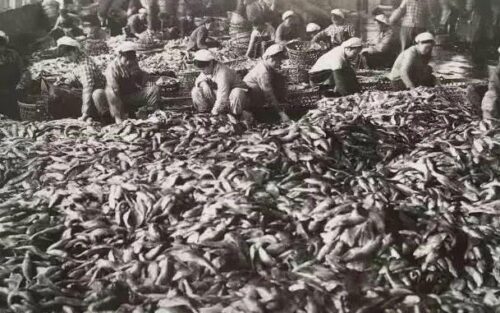 1949年6月，霞浦三沙先行解放经过