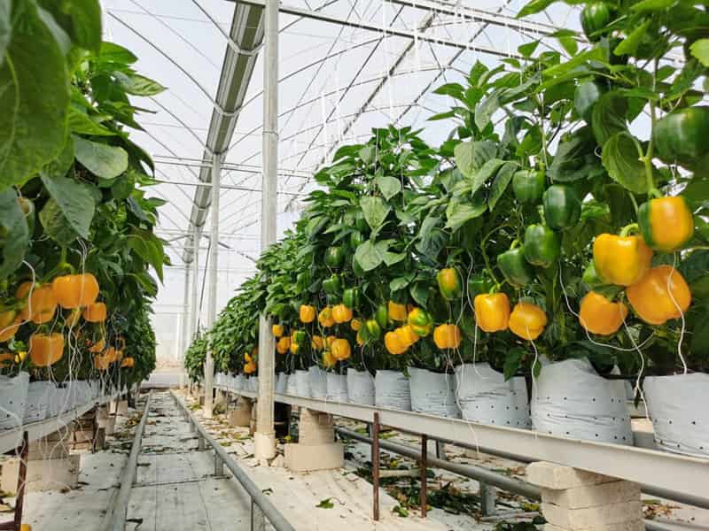 漳州云霄县东厦镇佳洲村