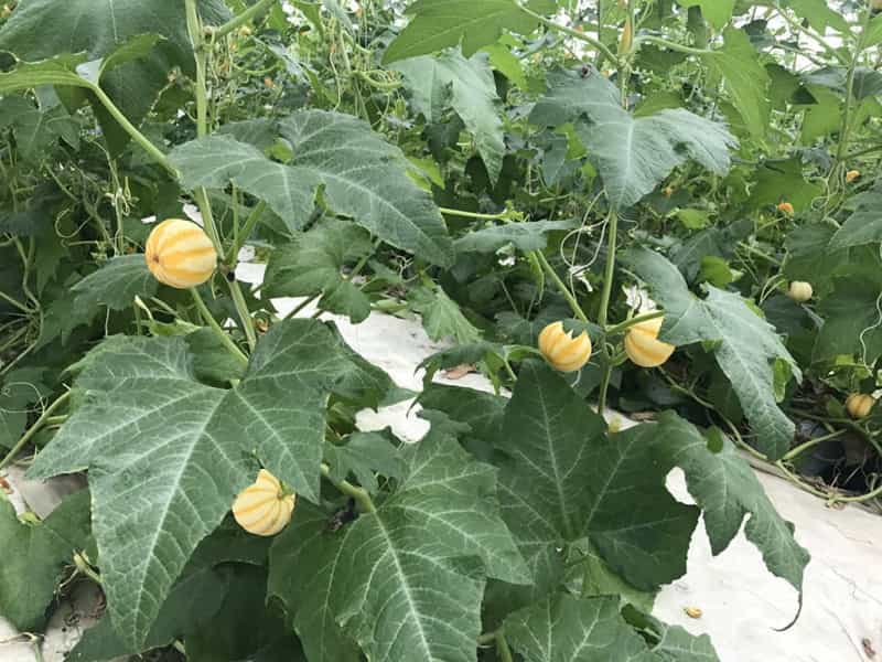 漳州云霄县东厦镇佳洲村