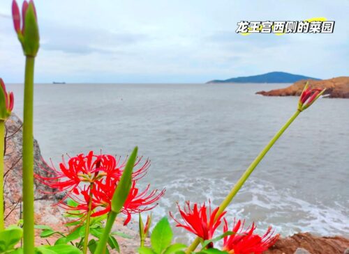 霞浦三沙游玩全攻略