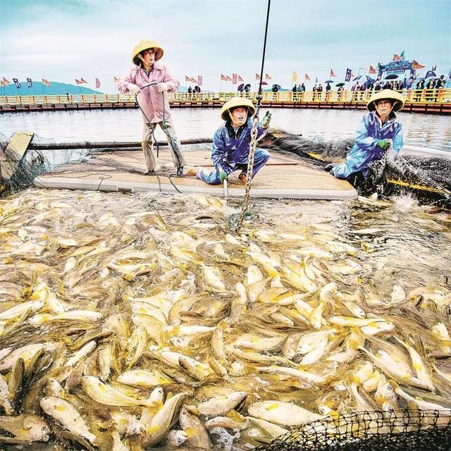 大黄鱼美食地标城市——宁德