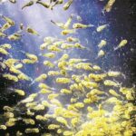 大黄鱼美食地标城市——宁德