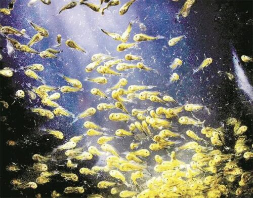 大黄鱼美食地标城市——宁德