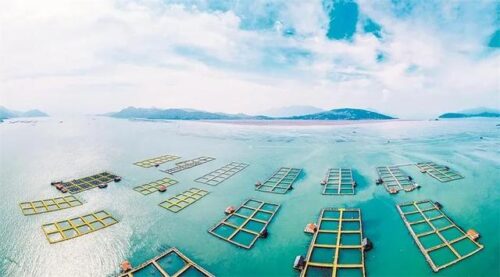 大黄鱼美食地标城市——宁德