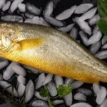 海中土豪金——野生大黄鱼的10个冷知识