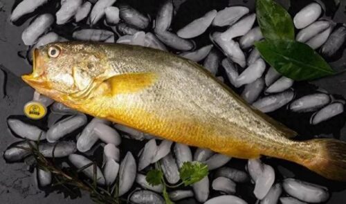 海中土豪金——野生大黄鱼的10个冷知识