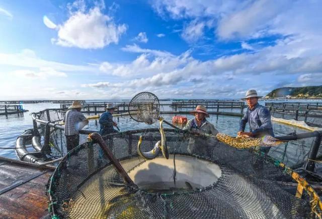 海中土豪金——野生大黄鱼的10个冷知识