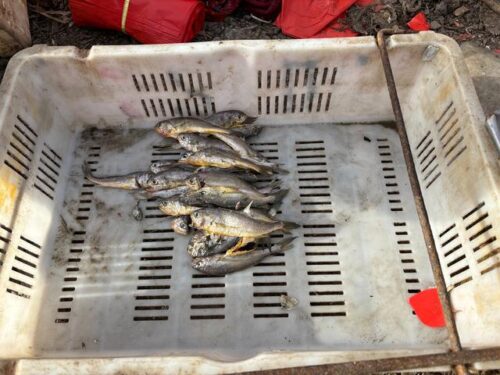 买黄花鱼：不是越大就越好，注意避开这2种，建议搞懂不花冤枉钱