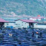 “国鱼”大黄鱼的自述：“重生”“出圈”，到“开游”世界