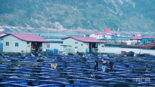 “国鱼”大黄鱼的自述：“重生”“出圈”，到“开游”世界