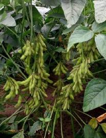 三明市泰宁县上青乡崇际村