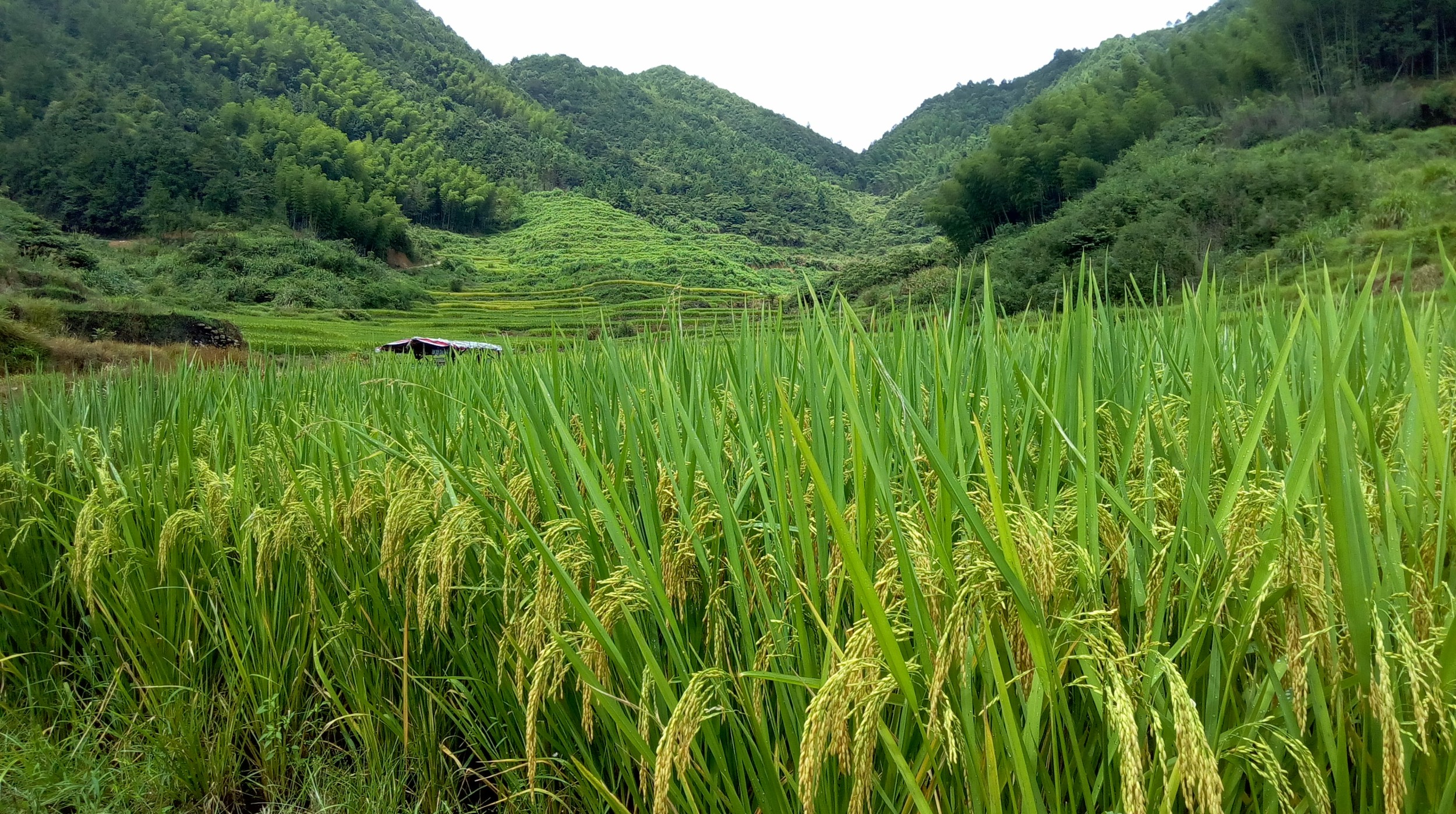 宁德市寿宁县犀溪镇西浦村