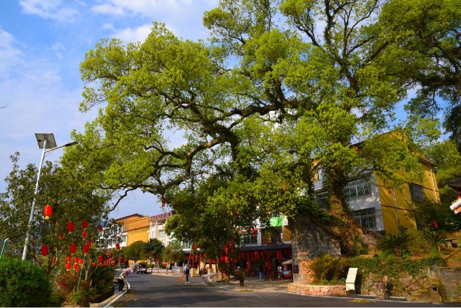三明市沙县区夏茂镇俞邦村
