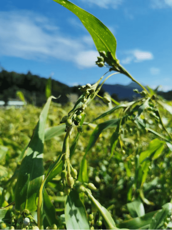 莆田市仙游县书峰乡兰石村