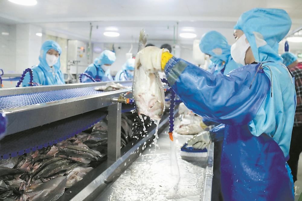 福鼎市通过实施“鼎鱼计划”等,有力促进种业科技创新和振兴,打通“从海洋到餐桌”的全产业链条 金银共舞,“两条鱼”游出大产业