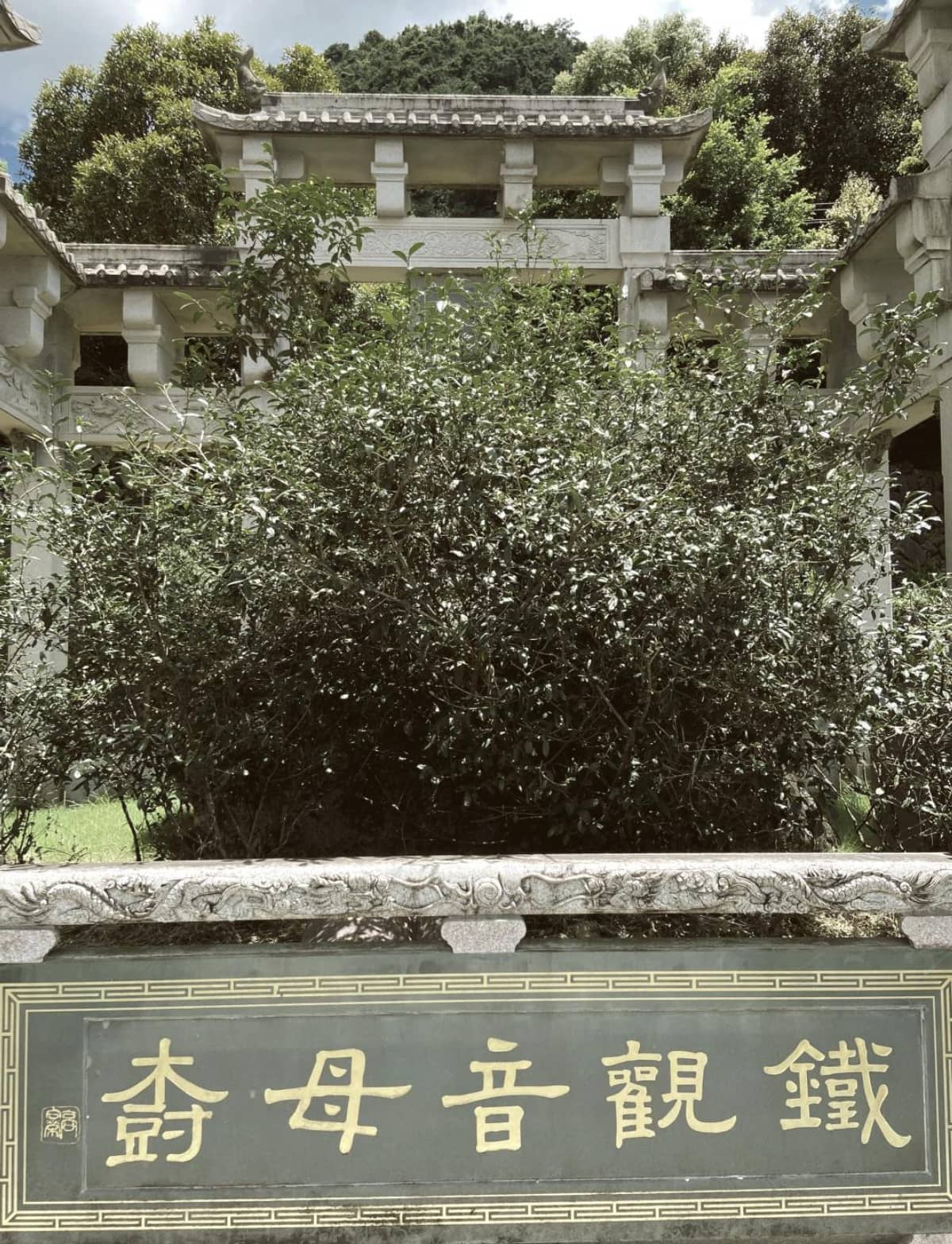 🌱福建安溪：铁观音的正宗发源地🍵
