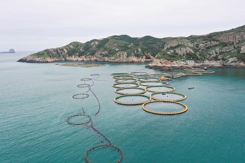 福鼎市通过实施“鼎鱼计划”等，有力促进种业科技创新和振兴，打通“从海洋到餐桌”的全产业链条 金银共舞，“两条鱼”游出大产业