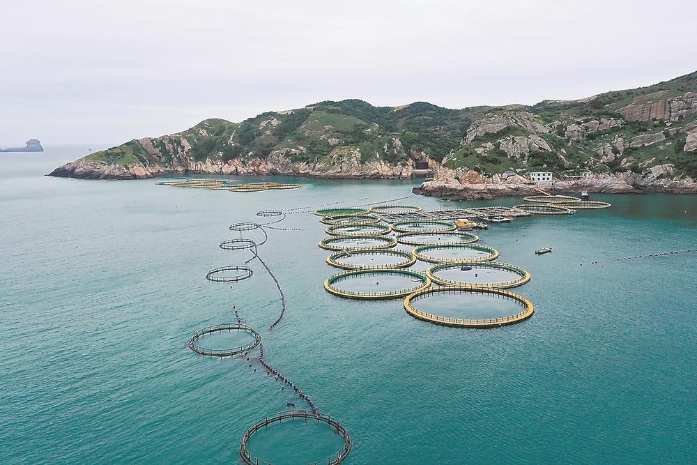 福鼎市通过实施“鼎鱼计划”等,有力促进种业科技创新和振兴,打通“从海洋到餐桌”的全产业链条 金银共舞,“两条鱼”游出大产业