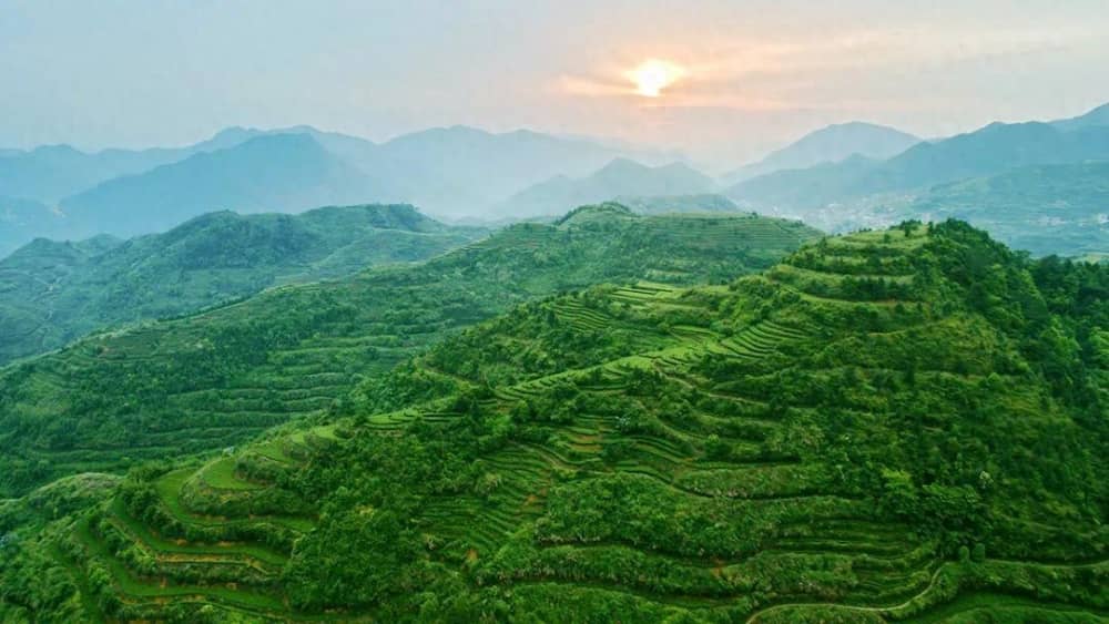安溪铁观音:“三茶”统筹谋新篇 带你读懂安溪铁观音