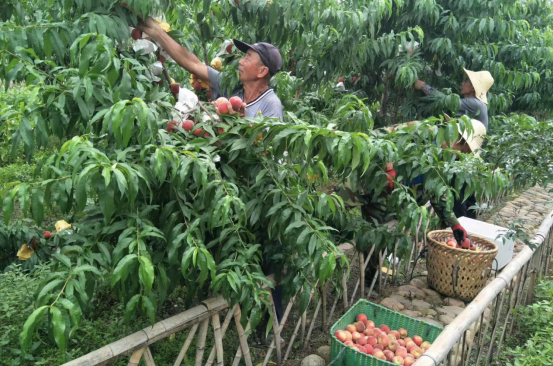 福州市长乐营前街道长安村