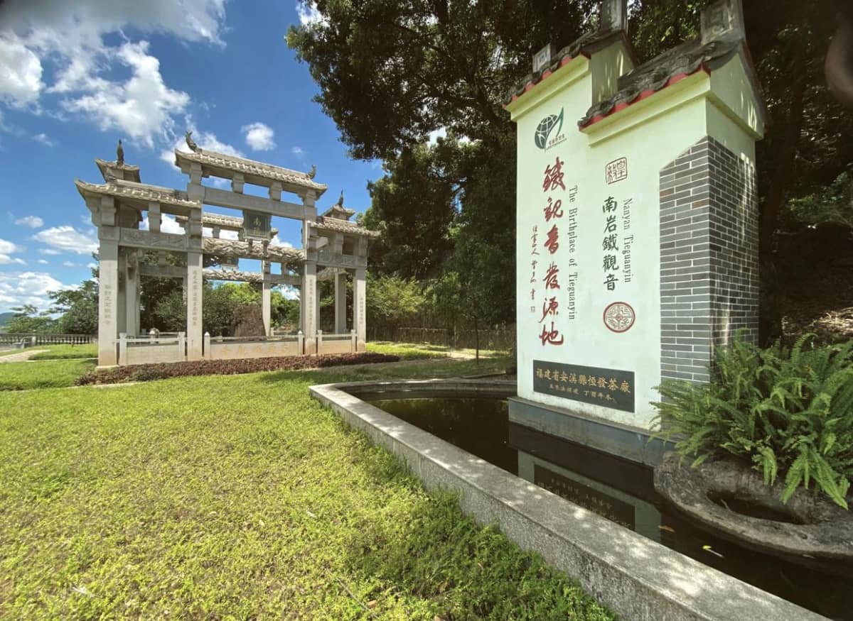 🌱福建安溪：铁观音的正宗发源地🍵