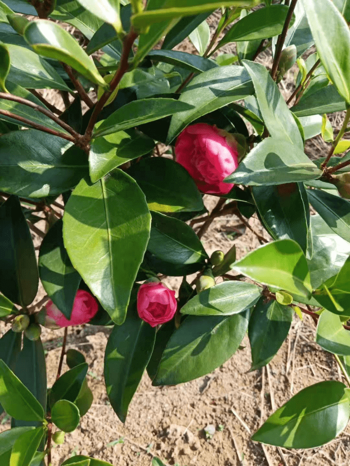 莆田市仙游县书峰乡兰石村