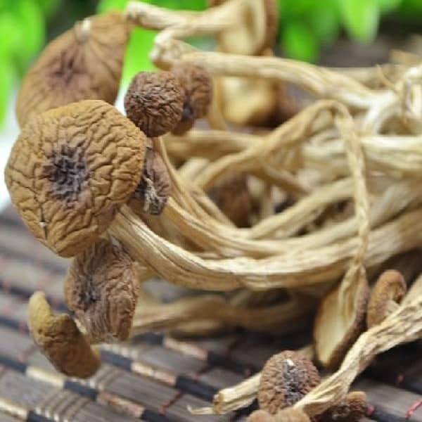 建瓯茶树菇