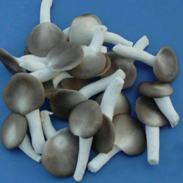 罗源袖珍菇