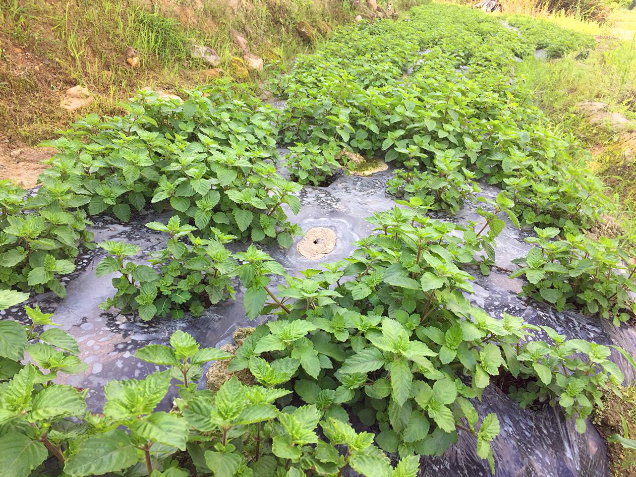 龙岩市连城县朋口镇文坊村