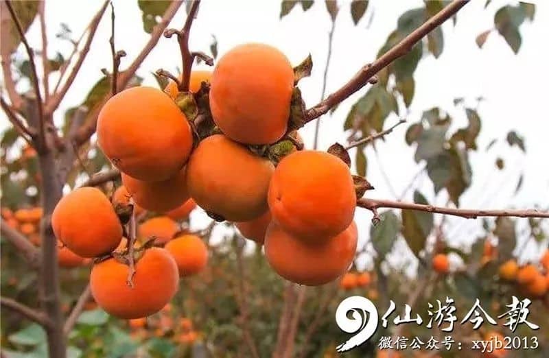 莆田市仙游县钟山镇朗桥村