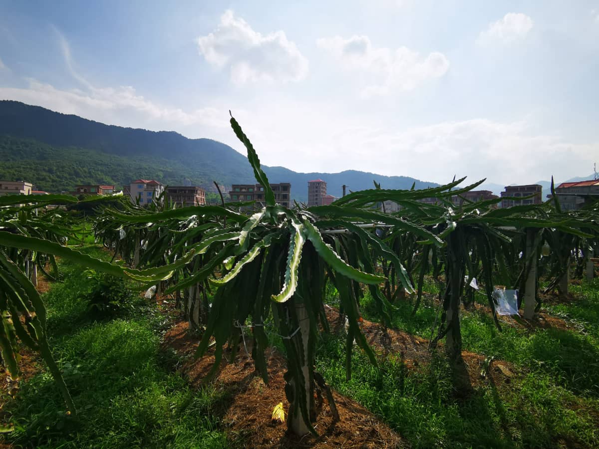 泉州市南安市英都镇良山村