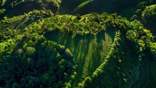 安溪铁观音：“三茶”统筹谋新篇 带你读懂安溪铁观音