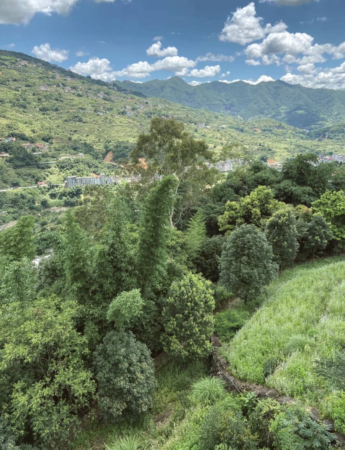 🌱福建安溪：铁观音的正宗发源地🍵