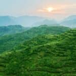 安溪铁观音：“三茶”统筹谋新篇 带你读懂安溪铁观音