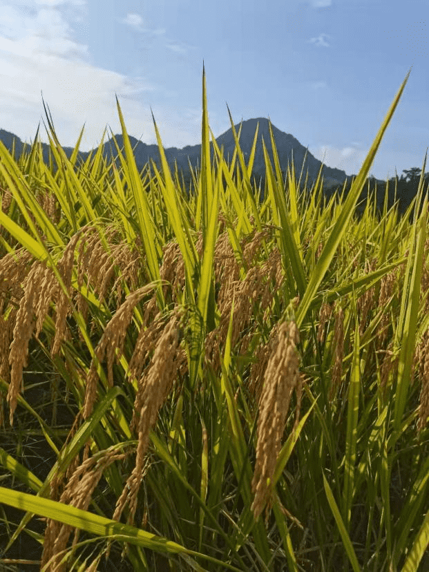 莆田市仙游县书峰乡兰石村