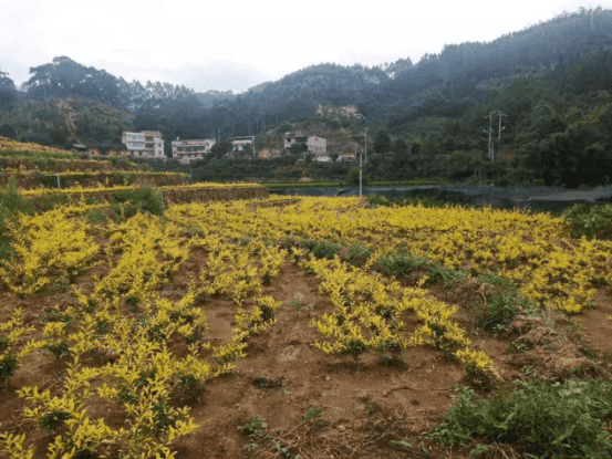 莆田市仙游县书峰乡兰石村