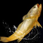 “端午吃五黄”，怎么做更好吃？