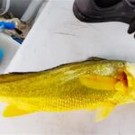 福建渔民捕获68斤野生黄鱼，被人守在码头以“200万”买走