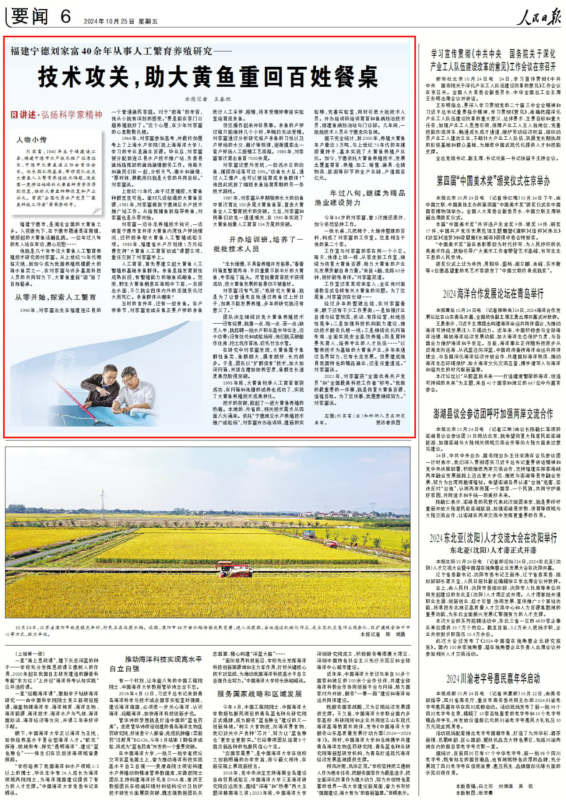 几十载努力，八旬专家让濒危大黄鱼“游”回餐桌