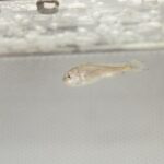 福鼎市通过实施“鼎鱼计划”等，有力促进种业科技创新和振兴，打通“从海洋到餐桌”的全产业链条 金银共舞，“两条鱼”游出大产业