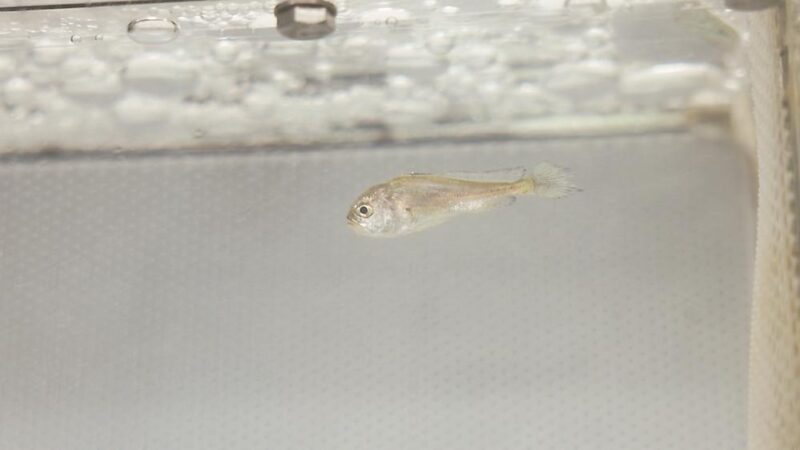 福鼎市通过实施“鼎鱼计划”等，有力促进种业科技创新和振兴，打通“从海洋到餐桌”的全产业链条 金银共舞，“两条鱼”游出大产业