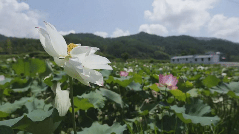 三明市泰宁县大田乡大田村