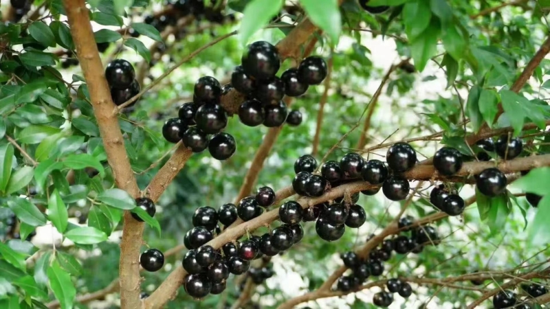 福州市长乐营前街道长安村